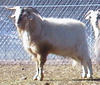 Abraham 